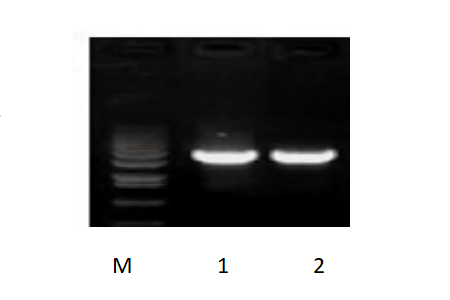 50μl 擴(kuò)增體系，以 50ng 人基因組DNA 為模板，對 3kb 片段擴(kuò)增結(jié)果。
