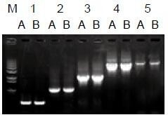使用普通（A組）及含染料（B組）的2×Taq Master Mix配制的50μl擴(kuò)增體系，以5ng λDNA為模板， 對(duì)500bp～6.0kb片段的擴(kuò)增結(jié)果