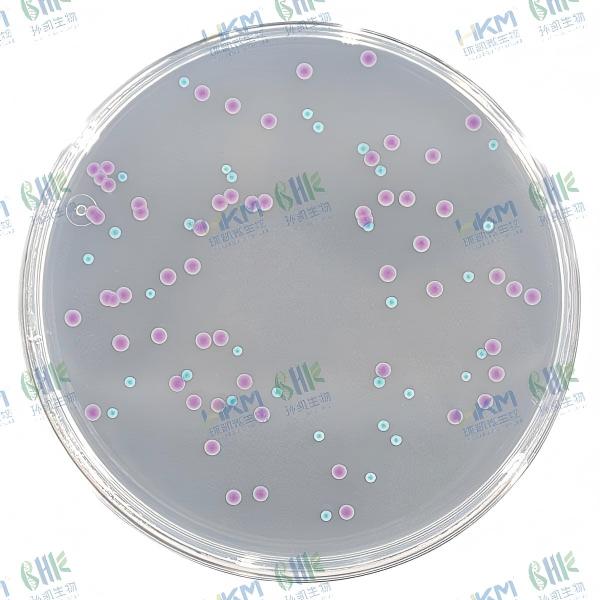 CRM003A 大腸菌群大腸桿菌(ECC)顯色培養(yǎng)基平板 90mm×20個(gè)